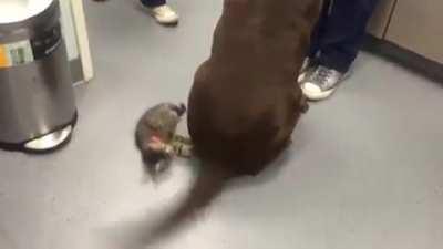 Kitten risks his life to subdue a dangerously wagging tail...