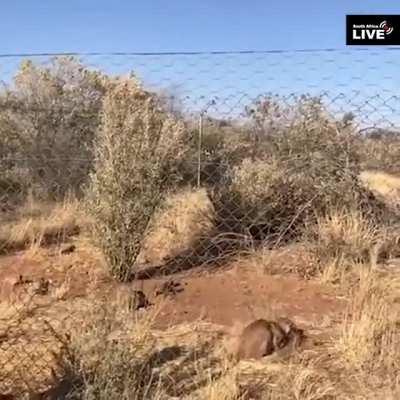 🔥 Caracal Cat Jumping