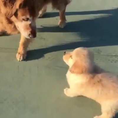 Senior dog meets a puppy and starts to feel like a puppy himself.