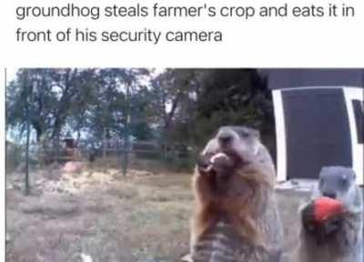 sigma groundhog