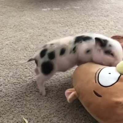 Piggy play time