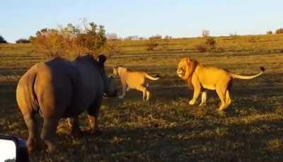 Rhino interrupting lions