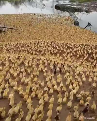 Ducklings running to the lake