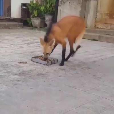 This is neither a fox, dog or wolf. It is a Maned Wolf, and is the only species in its genus - Chrysocyon