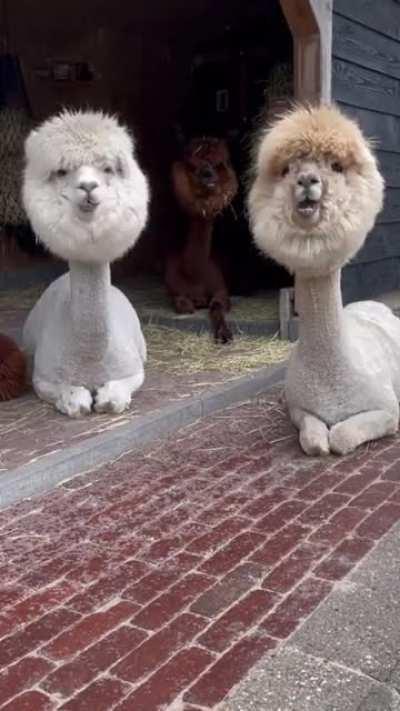 Alpacas grooving