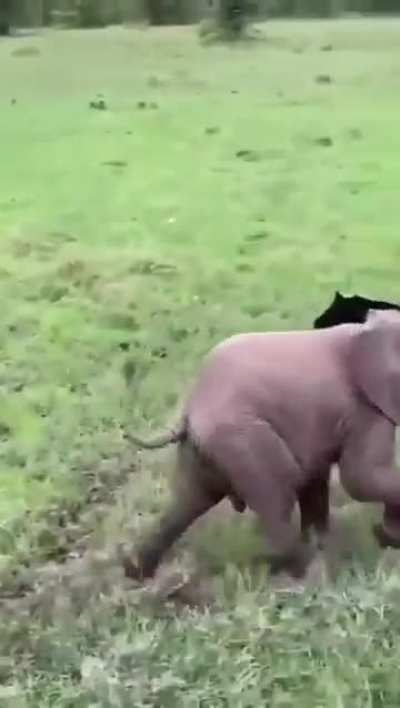 Elephant attacks tourists