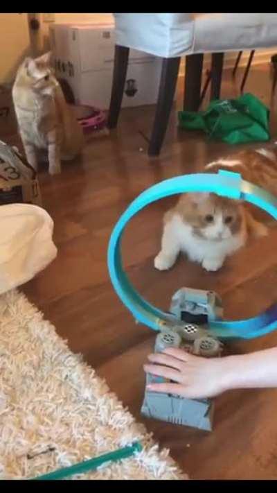 Cat Fascinated by Toy Car