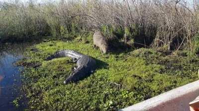 Acá Mister carpincho compartiendo el sol con el lagarto Juancho, en Iberá Corrientes.