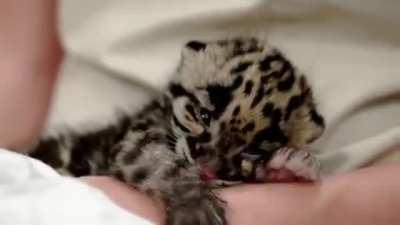 Sleepy Clouded Leopard Cub