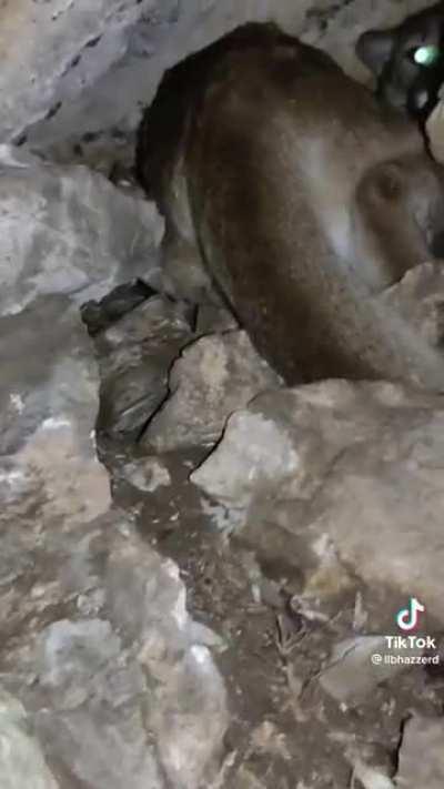 Guy crawls into a caves, finds a nice surprise