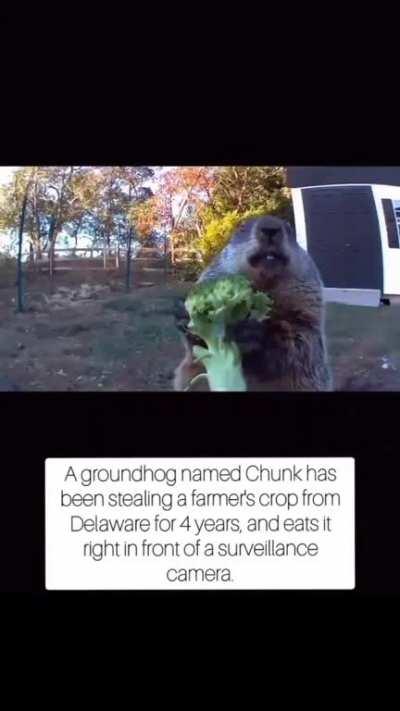 Chuck the groundhog has been stealing a farmers vegetables and taunting him by eating them in front of the farmer's surveillance camera