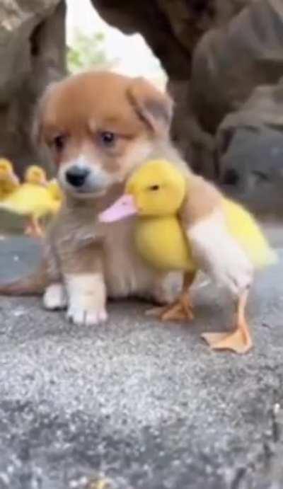 You know that feeling when you see a puppy petting a duckling? That’s how you’re going to feel everyday.