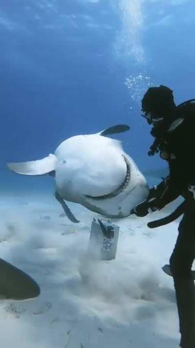 Professional diver just rolled a shark over like a rotisserie chicken