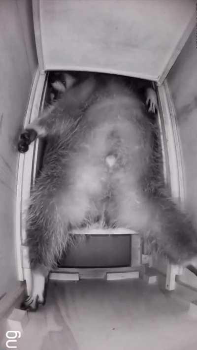 A raccoon doesn't care where to sleep