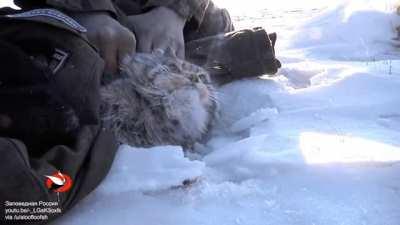 How to catch Pallas cat.