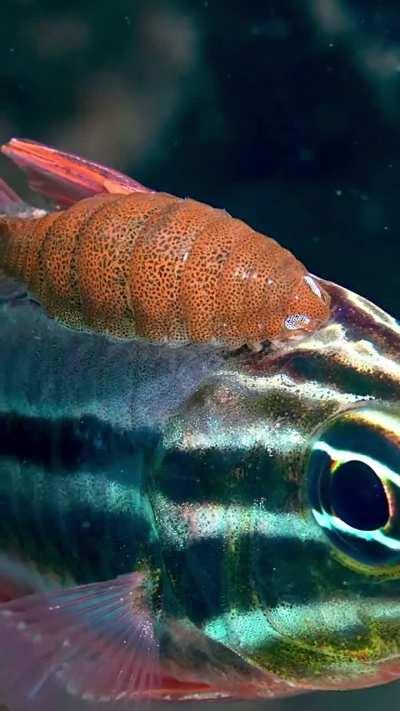 🔥A Sydney Cardinalfish (Ostorhinchus limenus) with a parasitic isopod (Cymothoid sp.) attached to its head