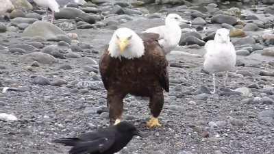 Bald Eagle Walking