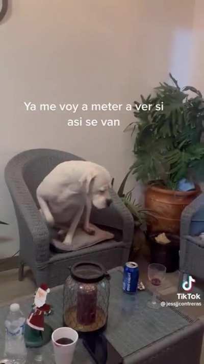 Hasta los perros se cansan de pistiar