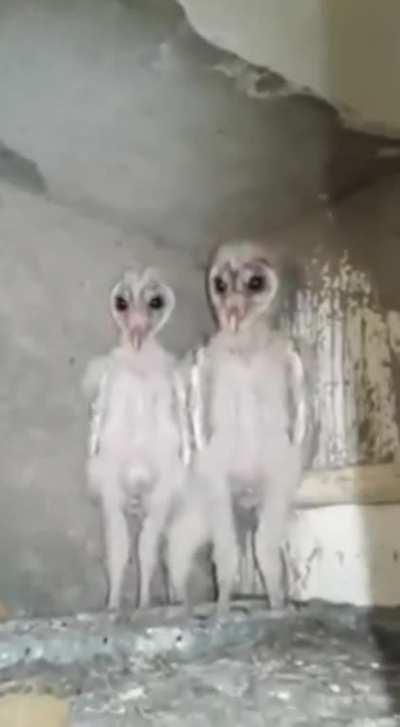 fuck dat they look like mini aliens