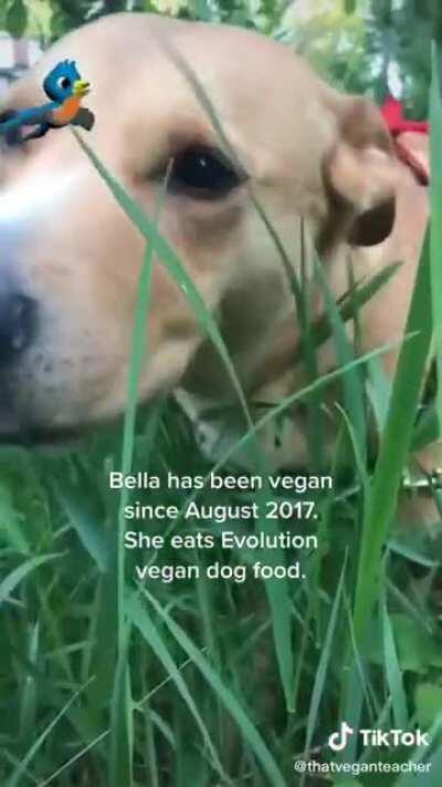 That Vegan Teacher on tiktok has been forcing her dog to eat vegan for years, and despite her dog eating grass, which dogs do when they feel sick, and despite being told his hundreds of times she refuses to feed her dog properly