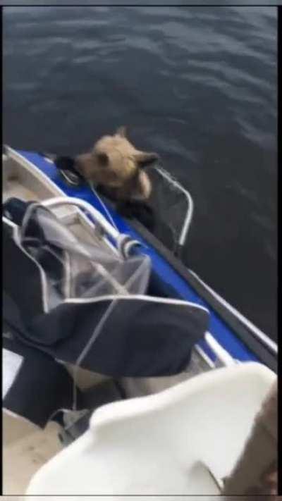 Fisherman saves Bear Cub