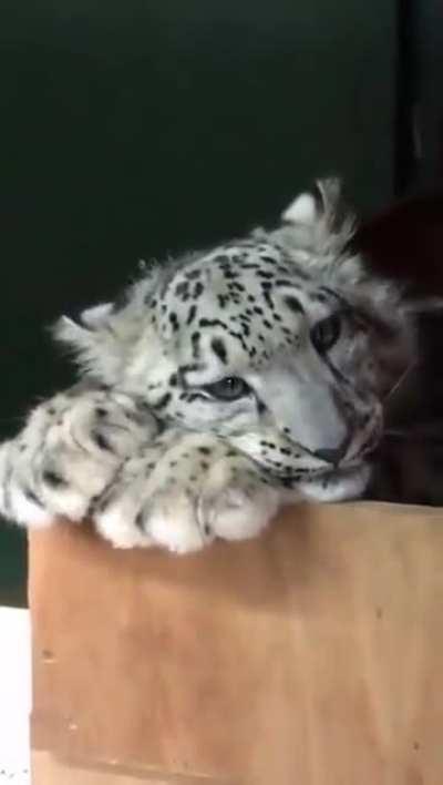 Koshi, the snow leopard, has amazing eyes!