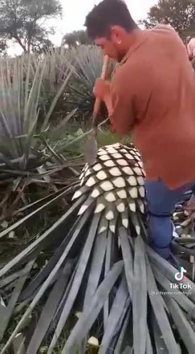 A jimador harvesting an agave plant to turn into tequila