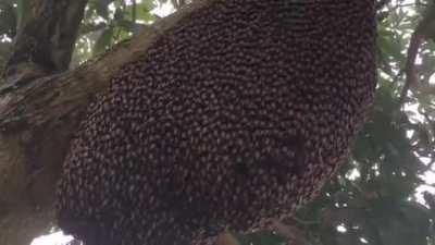 Honeybees' defensive waves against wasps