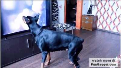 Doberman copying Micheal jackson's dance moves