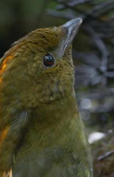 Bowerbird mimicking various sounds including that of children playing