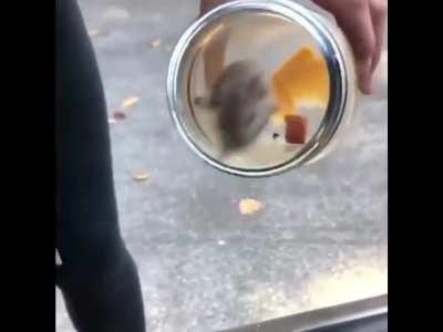 WCGW Looking at a caught mouse without a lid