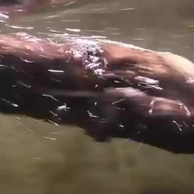 🔥 River otters get swim lessons from mom. Nellie and Tucker, a pair of North American river otters born at the Oregon Zoo , have begun taking their first dips, but not without a lot of help from their mom, Tilly. River otters need to learn how to swim jus