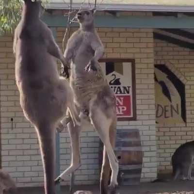 Kangaroos Battling