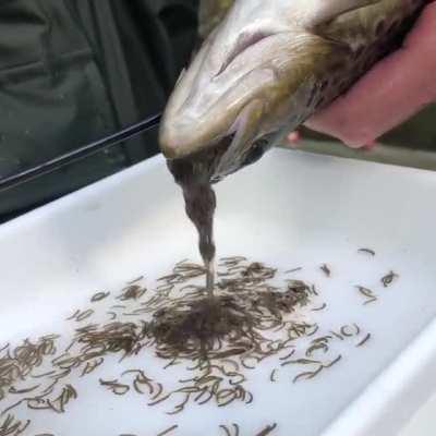 Lavaging a brown trout