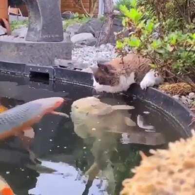 Cat meeting fish for the first time