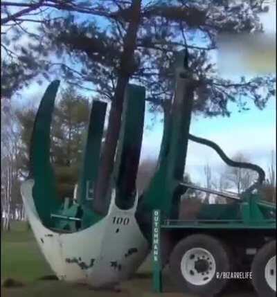 Transplanting a tree