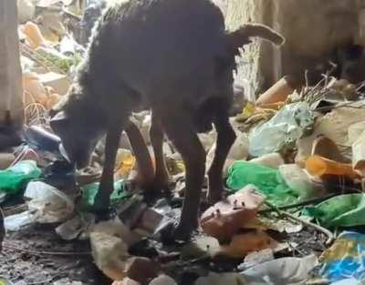 A goat is given shelter in the trenches during the defence of Backhmut in April 2023.