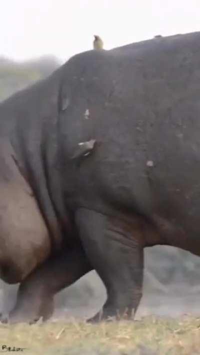 woah, this is how a hippo cleans its butt!