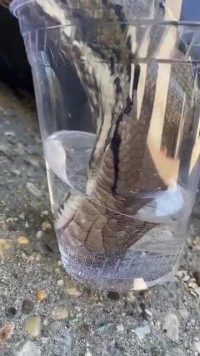 Snake drinking water