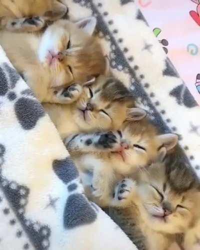 Sleepy kitties