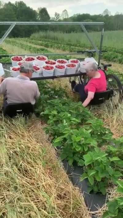 This Strawberry Picking Harvest Cart..