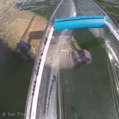 Manatees turn their whole body to get a better look at something because they don't have as many vertebrae in their necks as other marine mammals