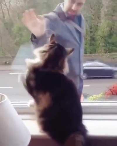 Always wave back to a cat who is waving to you.