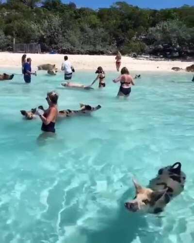 Pigs in Bahamas love to swim with humans