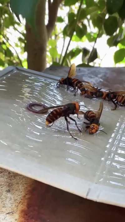 Protect bees from giant hornets with a rat trap