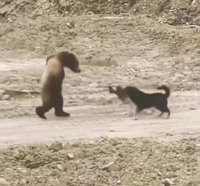 🔥 Dogs 🐕 team up to remove a bear 🐻 from their territory. 