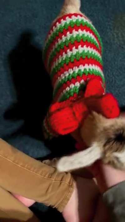 For those of you who remember Friday the baby goat, I finished making her Christmas sweater last night and she’s rocking it. Even if she is a bit too wiggly to get a good pic/video.