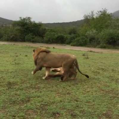 Showdown between two fierce apex predators