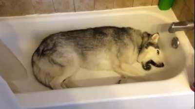 Stubborn husky throws hilarious bathtub temper tantrum