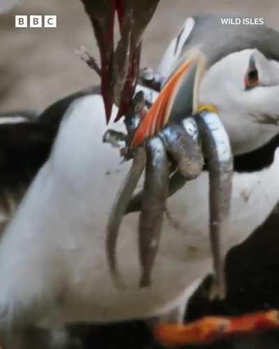 Puffin has to face off against Sea Gulls inorder to feed his chick.